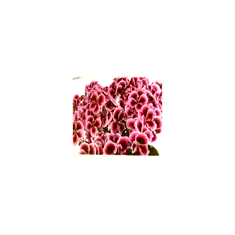 Florabella - droit - magenta