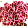 Florabella - droit - magenta