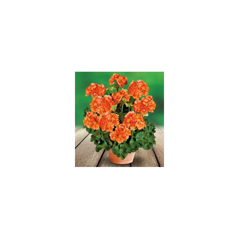 Zonal - droit - orange