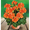 Zonal - droit - orange