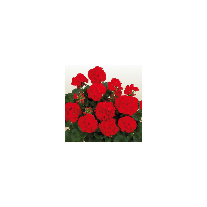 Zonal - droit - rouge
