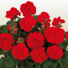 Zonal - droit - rouge