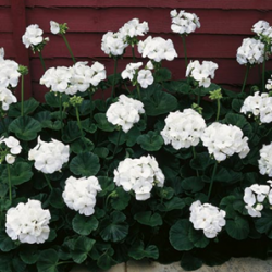 Zonal - droit - blanc