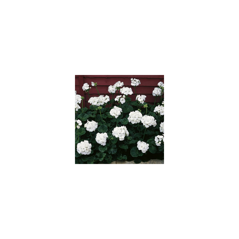 Zonal - droit - blanc