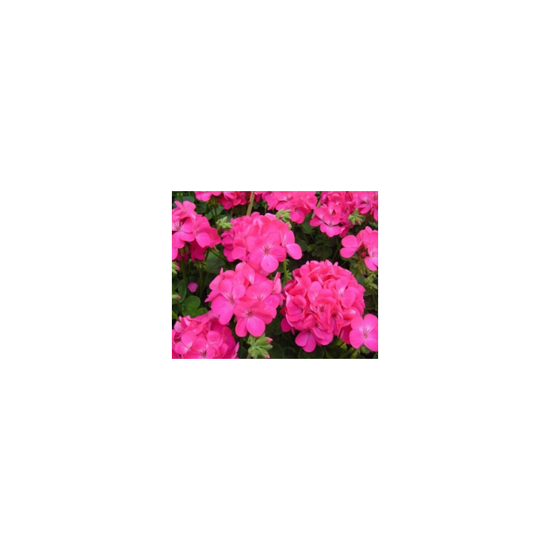 Zonal - droit - rose