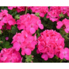 Zonal - droit - rose