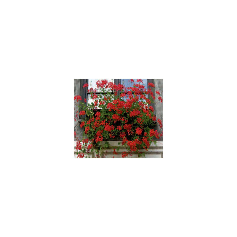 Lierre - retombant - rouge