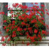 Lierre - retombant - rouge
