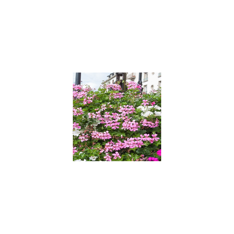 Lierre - retombant - rose