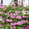 Lierre - retombant - rose