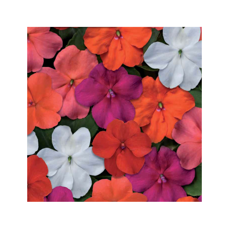 Impatiens d'ombre - variées