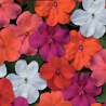 Impatiens d'ombre - variées