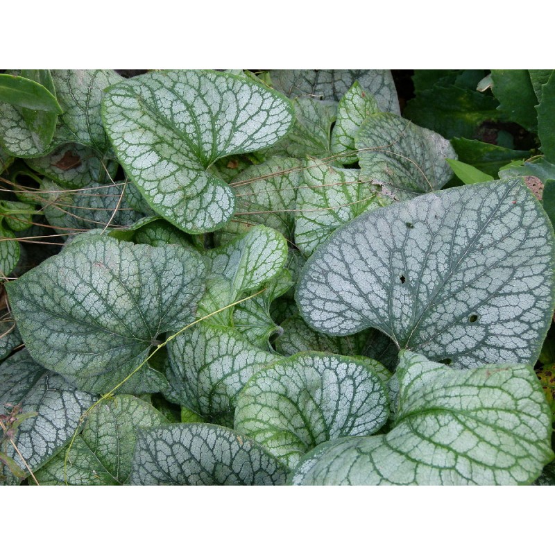 Brunnera - feuillage