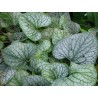 Brunnera - feuillage
