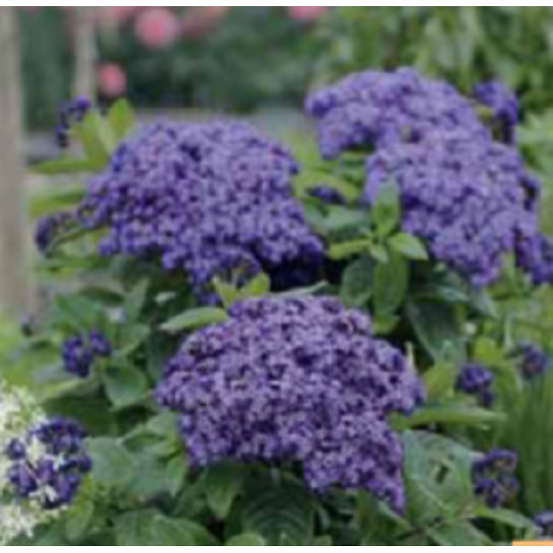 Heliotrope - bleu