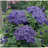 Heliotrope - bleu