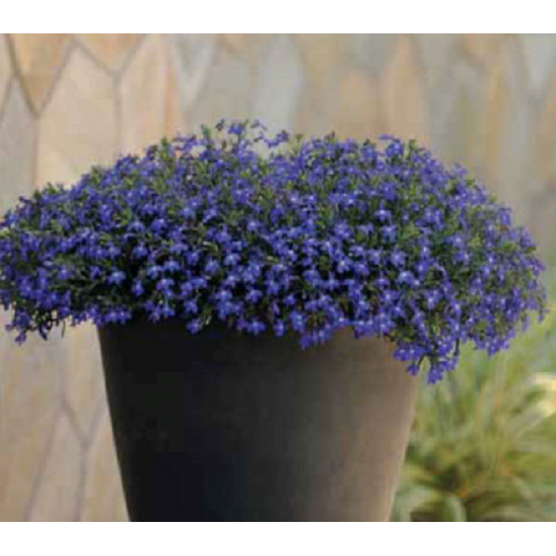 Lobelia - bleu