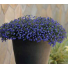 Lobelia - bleu