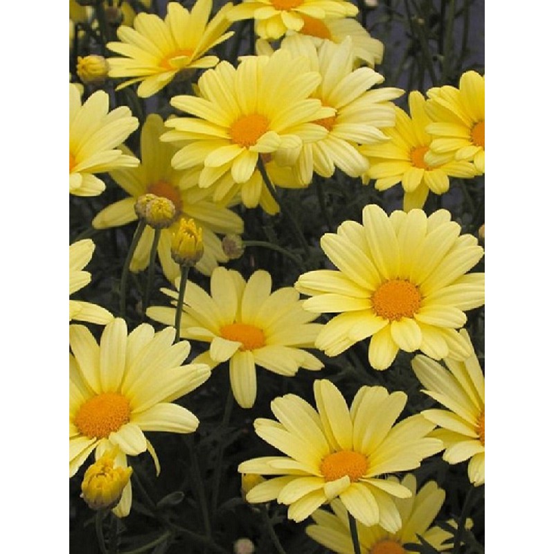 Anthemis - jaune ou blanc ou rose