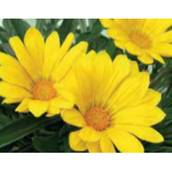 Gazania - jaune