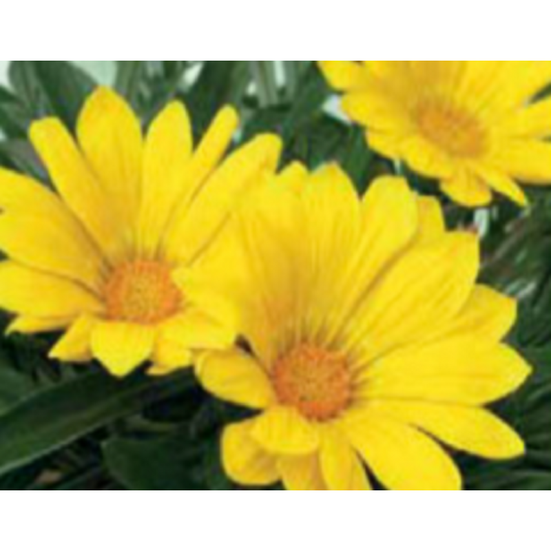 Gazania - jaune