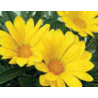 Gazania - jaune