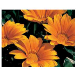Gazania - orange