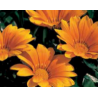 Gazania - orange