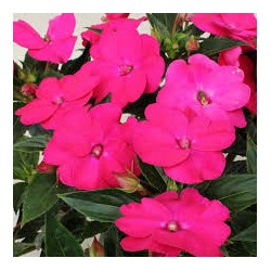 Sunpatiens  soleil - rose