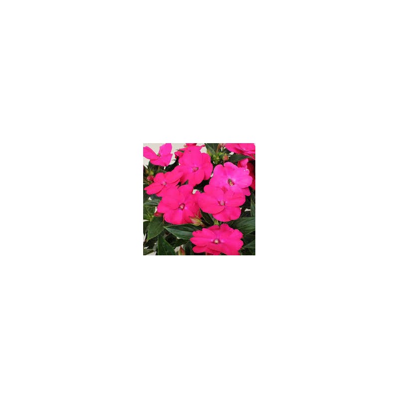 Sunpatiens  soleil - rose