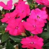 Sunpatiens  soleil - rose