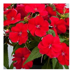 Sunpatiens soleil - rouge