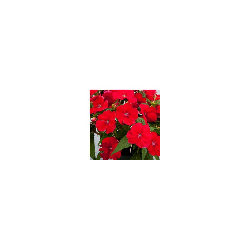 Sunpatiens soleil - rouge