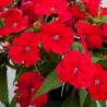 Sunpatiens soleil - rouge