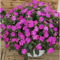 Sunpatiens soleil- violet