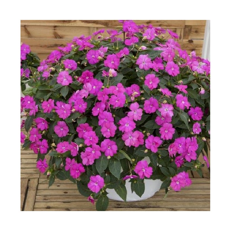 Sunpatiens soleil- violet