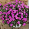 Sunpatiens soleil- violet