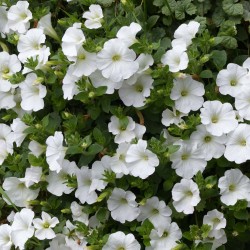 Surfinia - blanc
