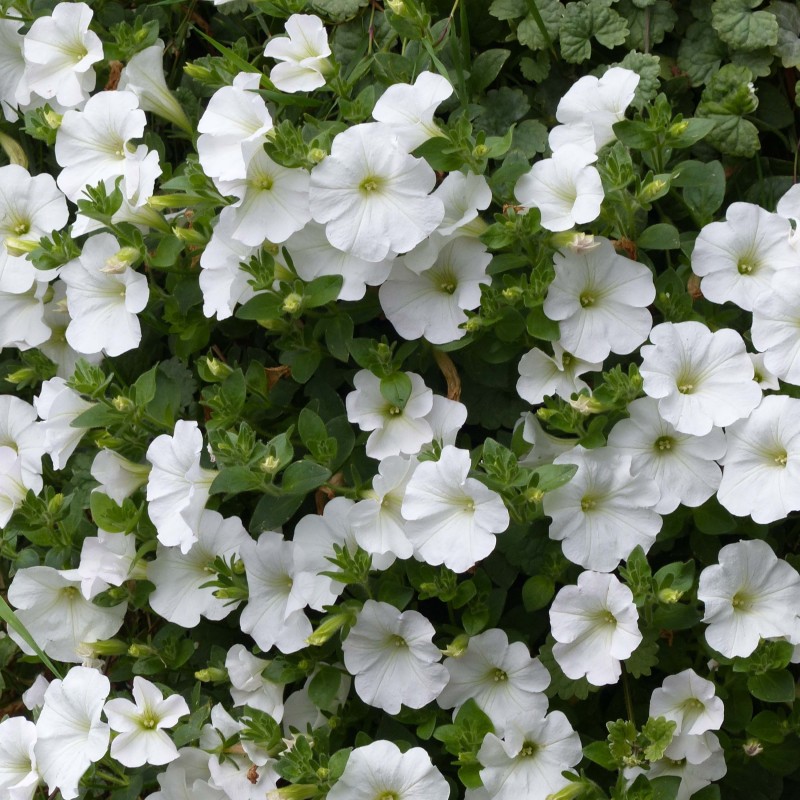 Surfinia - blanc