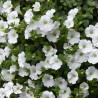 Surfinia - blanc