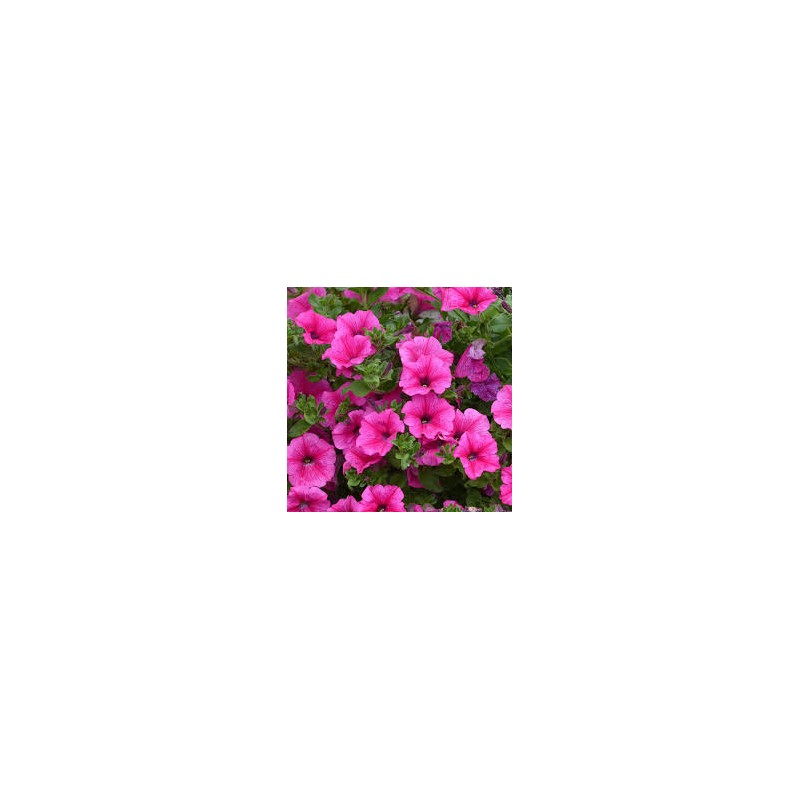 Surfinia - rose