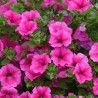 Surfinia - rose