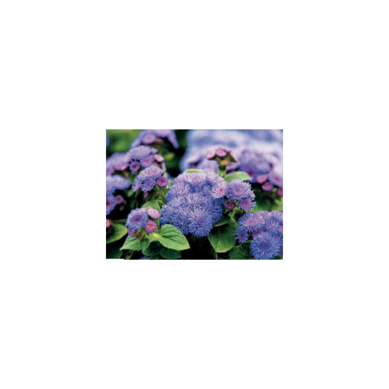 Ageratum - ariella