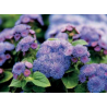 Ageratum - ariella