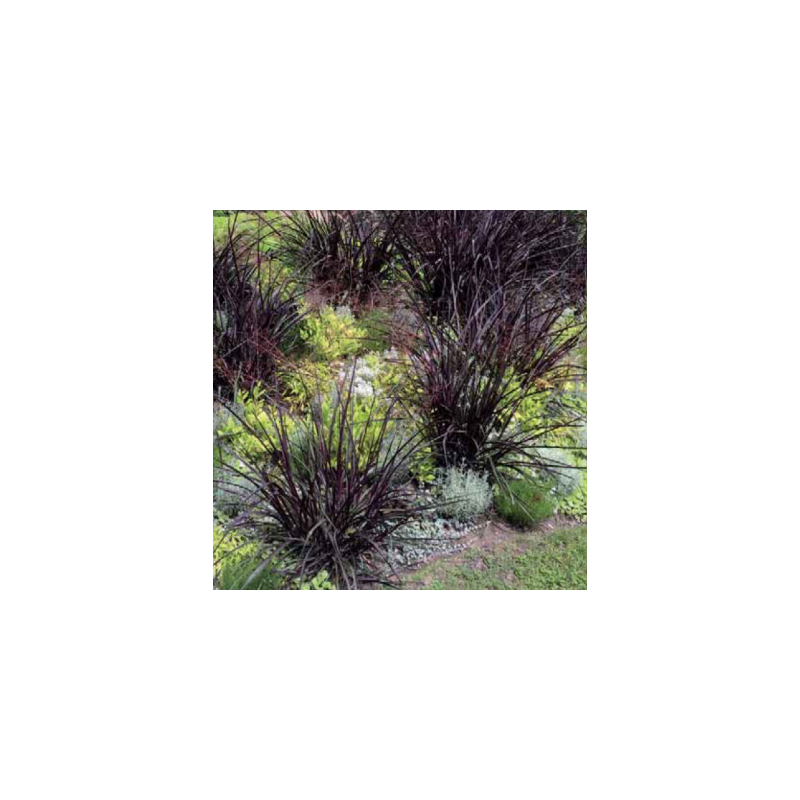 Pennisetum - vertigo