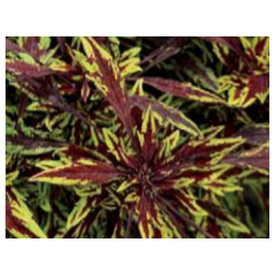 Coleus - varié