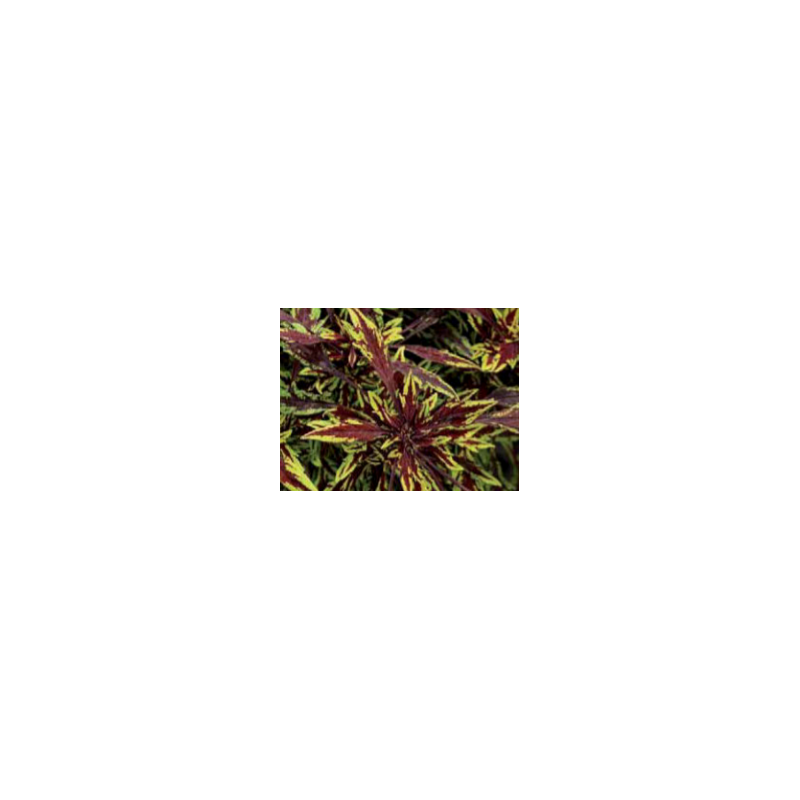 Coleus - varié