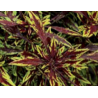 Coleus - varié