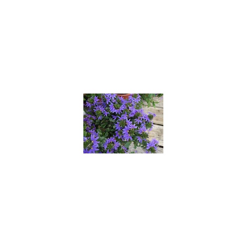 Scaevola - bleu