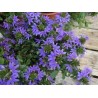 Scaevola - bleu